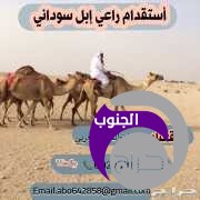 راعي أبل سوداني خبره 